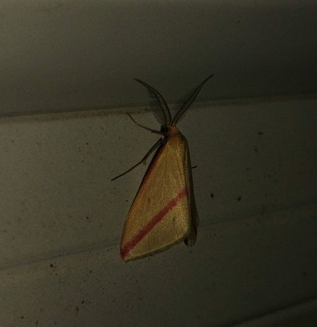 Rhodometra sacraria 