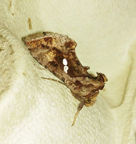 Chrysodeixis chalcites 