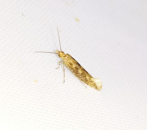 Plutella xylostella 