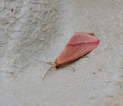 Rhodometra sacraria 