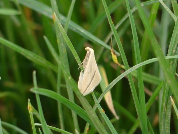 Rhodometra sacraria 