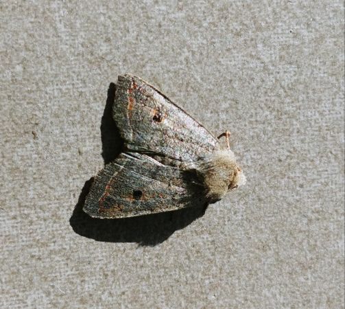 Agrochola lota 