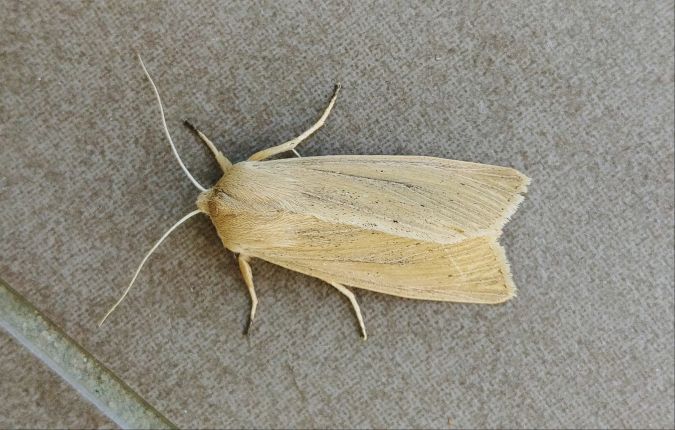 Rhizedra lutosa 