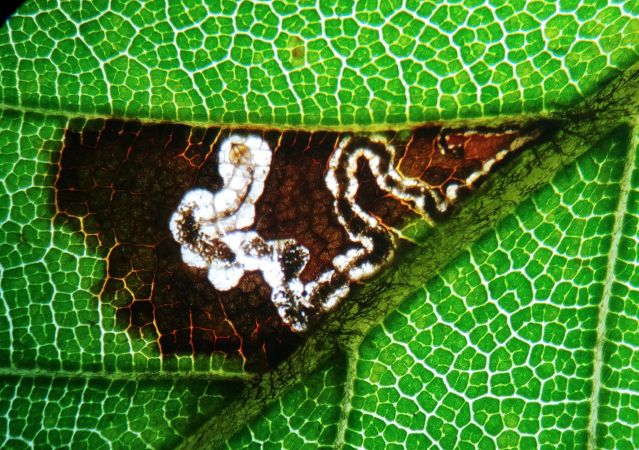 Stigmella tityrella 