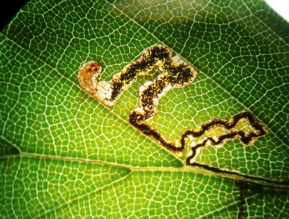 Stigmella tityrella 
