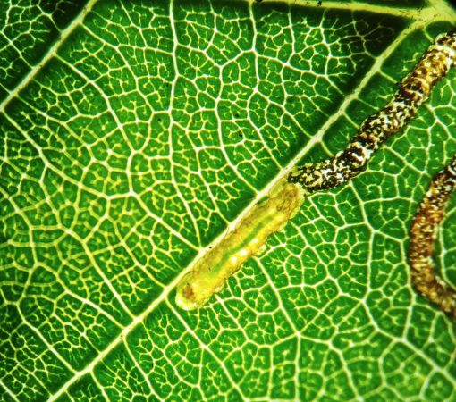 Stigmella alnetella 