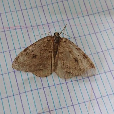 Epirrita autumnata 