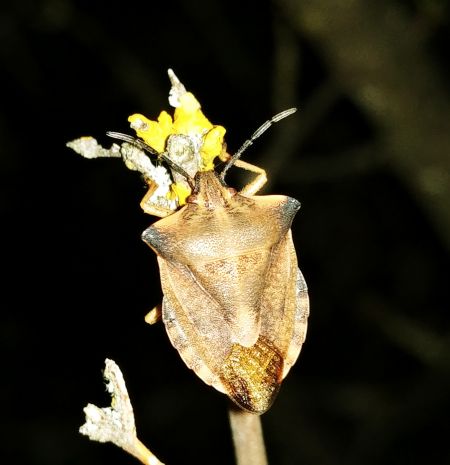 Carpocoris fuscispinus 