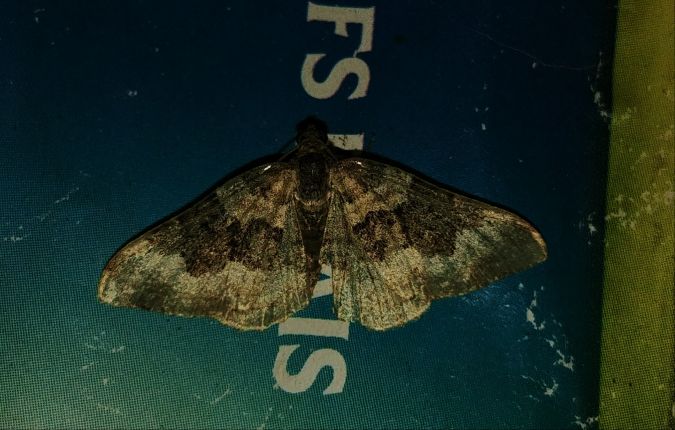 Epirrhoe galiata 
