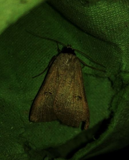 Lygephila craccae 