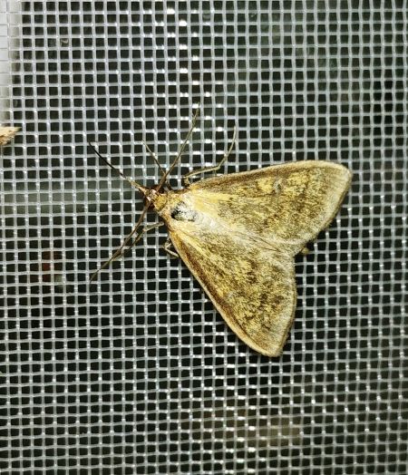 Mecyna flavalis 