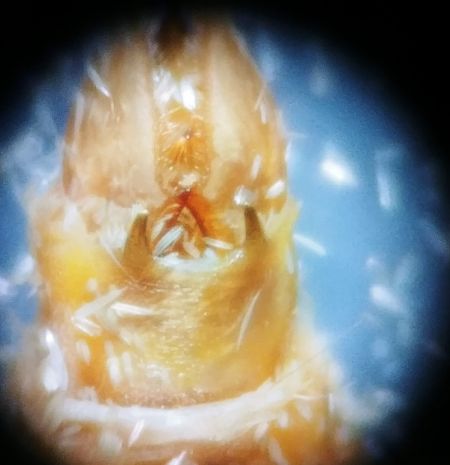 Epirrite diluée 