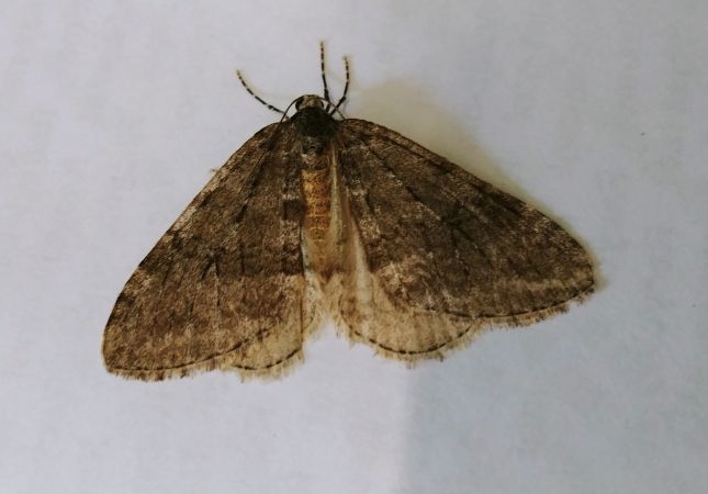 Epirrite diluée 