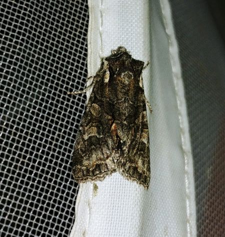 Dichonia convergens 