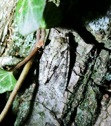 Dryobotodes eremita 