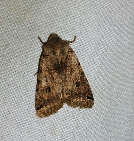 Agrochola litura 