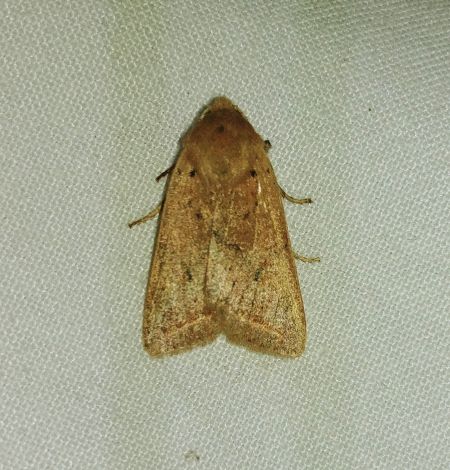 Agrochola macilenta 