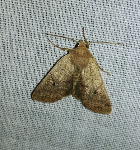Agrochola laevis 