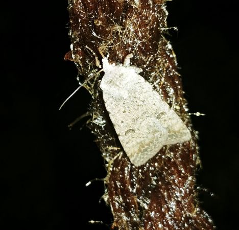 Caradrina clavipalpis 