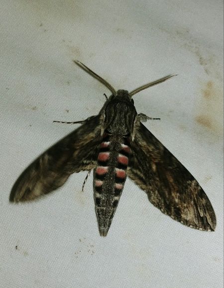 Agrius convolvuli 