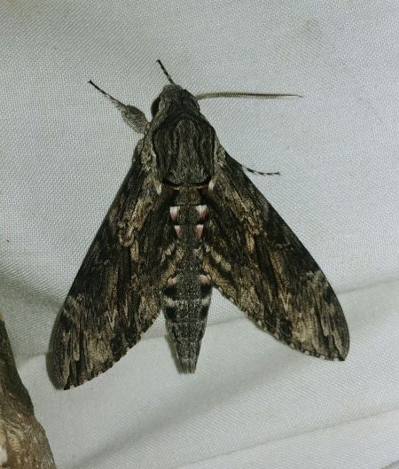 Sphinx du Liseron 