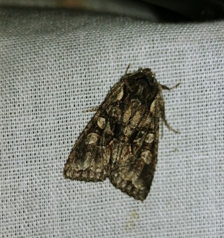 Dichonia convergens 