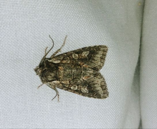 Dichonia convergens 