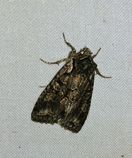 Dichonia convergens 