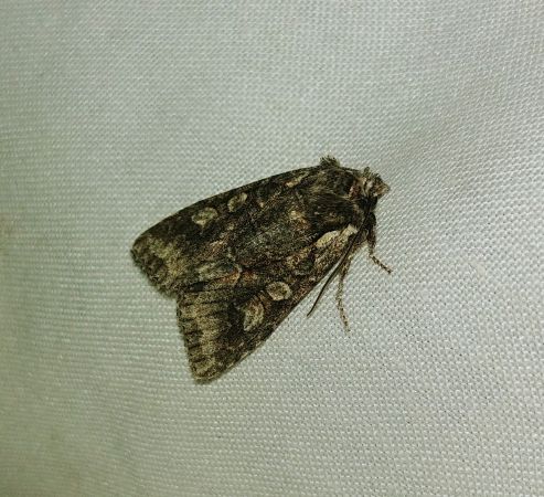 Dichonia convergens 