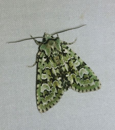 Griposia aprilina 