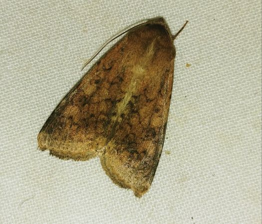 Helicoverpa armigera 