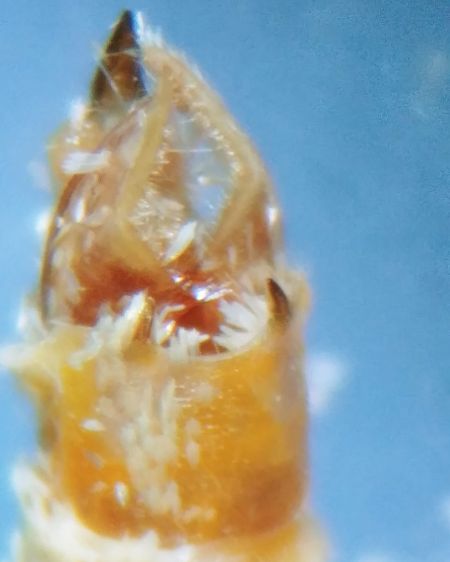 Epirrite diluée 