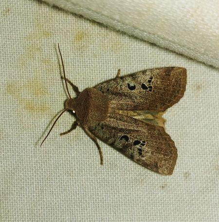 Conistra rubiginosa 