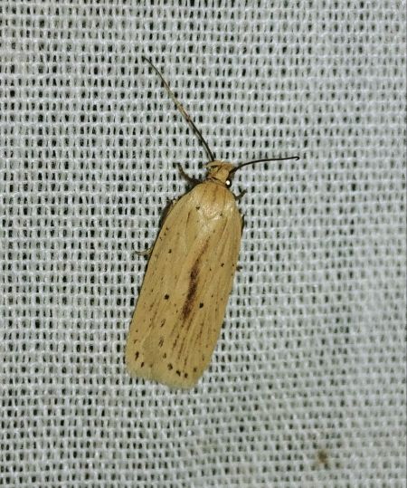 Agonopterix pallorella 