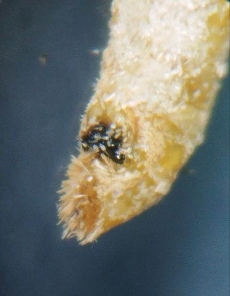 Thera britannica 