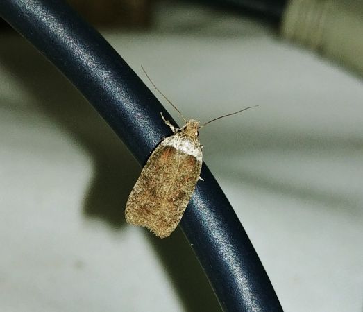 Agonopterix cnicella 