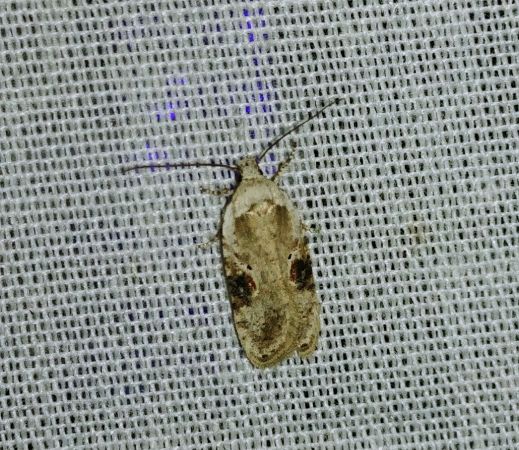 Agonopterix alstromeriana 