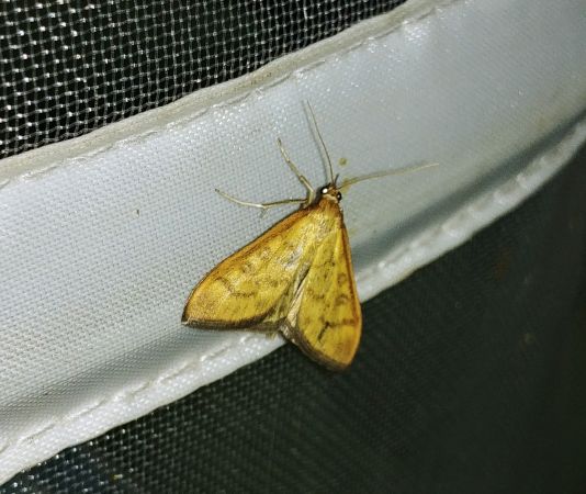 Mecyna flavalis 
