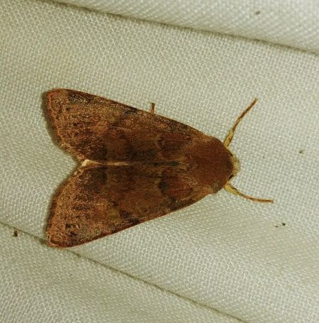 Agrochola helvola 