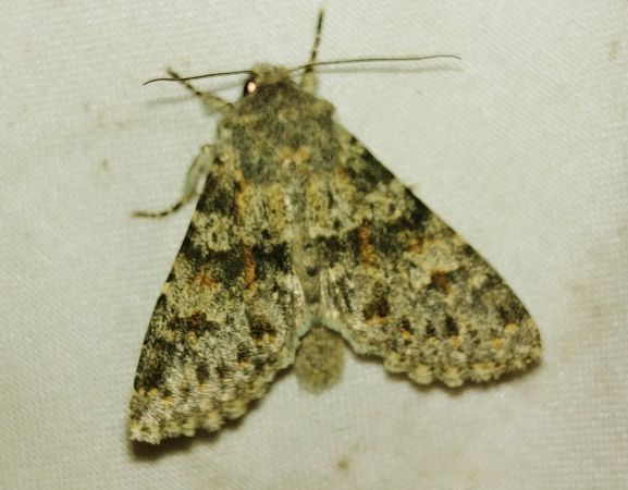 Polymixis rufocincta 