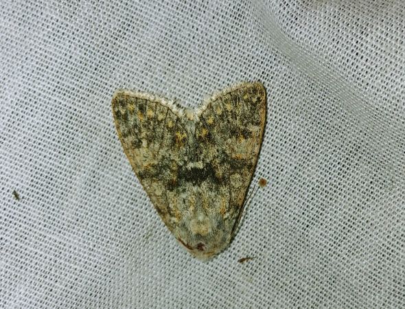 Polymixis rufocincta 