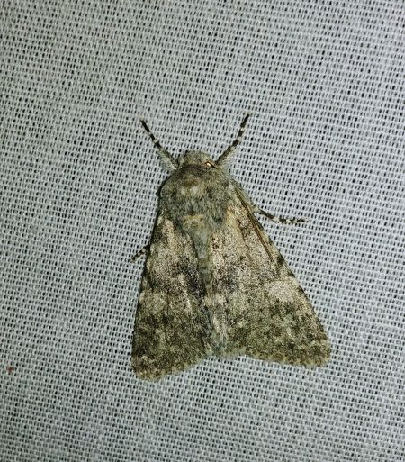 Polymixis rufocincta 