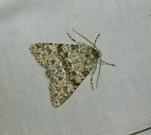 Polymixis rufocincta 