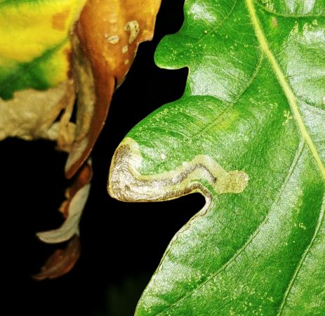 Stigmella roborella 