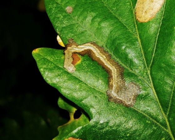 Stigmella roborella 
