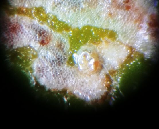 Stigmella nylandriella 