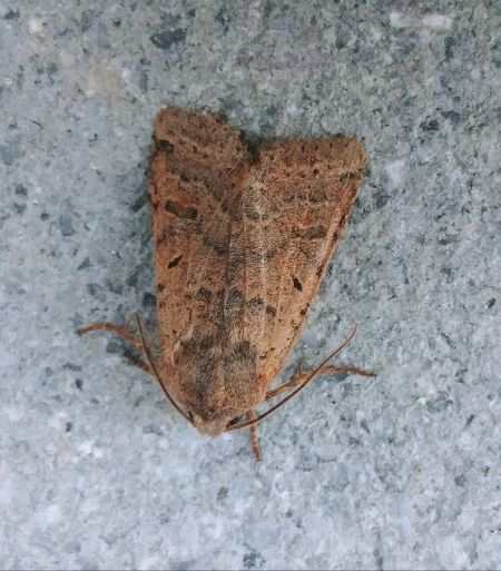 Agrochola lychnidis 