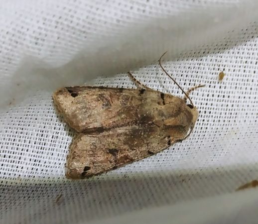 Agrochola litura 