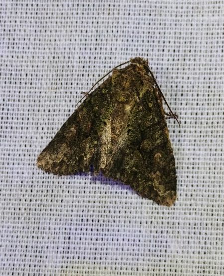 Dryobotodes eremita 