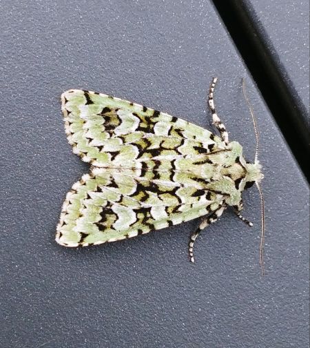 Griposia aprilina 